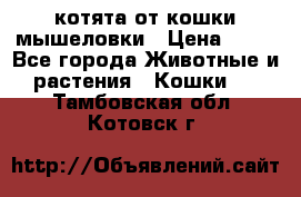 котята от кошки мышеловки › Цена ­ 10 - Все города Животные и растения » Кошки   . Тамбовская обл.,Котовск г.